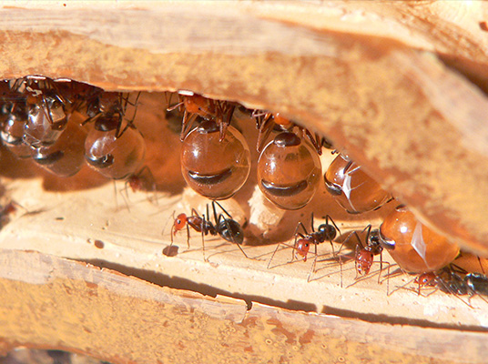 Honeypot Ant : తేనెటీగలు చూశాం.. తేనె చీమలు ఇవే