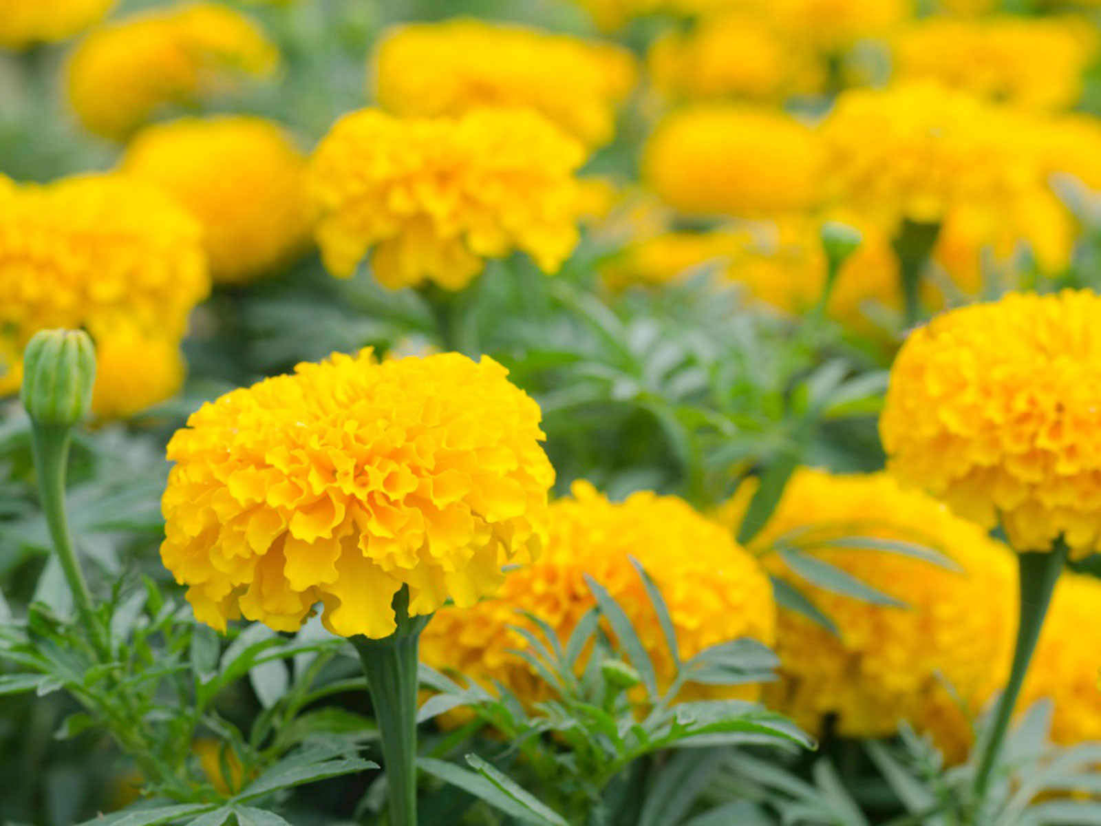 Marigold flowers : పూజకు పనికి రాని బంతి పువ్వు ఎందుకంటే….