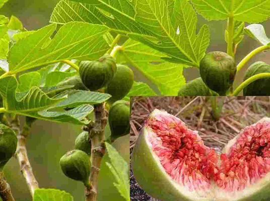 Fig Fruit Benefits : క్యాన్సర్లను అడ్డుకునే అంజీర్‌ పండ్లు