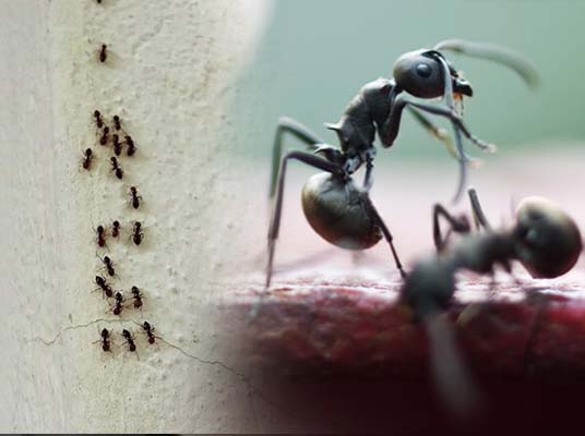 Ants : ఎలాంటి చీమలు ఇంట్లోకి వస్తే మంచిది…?