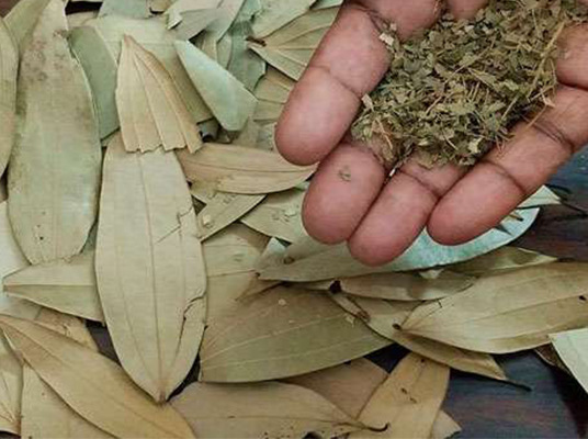 Biryani Leaf : బిర్యానీ ఆకుతో ఇంట్లోకి పాజిటివ్ ఎనర్జీ