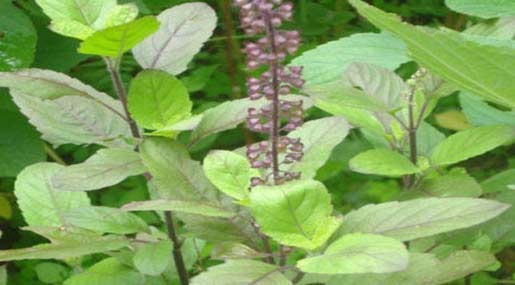 Basil Plant : పదే పదే తులసి మొక్క ఎండిపోతుంటే సంకేతమిదే!