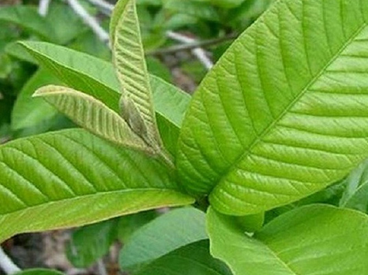 Guava Leaf Benefits : పేదవాడి యాపిల్‌ ప్రయోజనాలివే