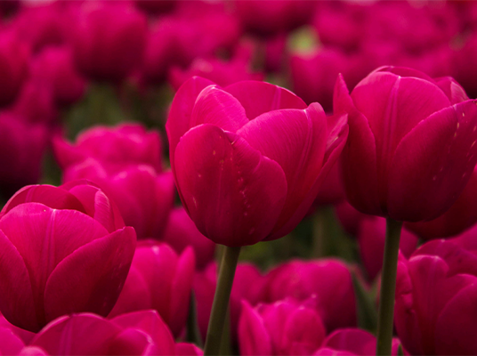 Pink Flowers : గులాబీ రంగు పువ్వులు ఇంట్లో పెట్టుకుంటే ఏం జరుగుతుందో తెలుసా?