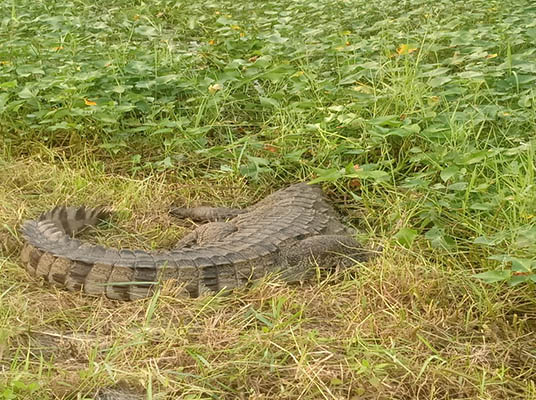 Palnadu Crocodiles : పల్నాడులో జనారణ్యంలోకి మొసళ్లు..