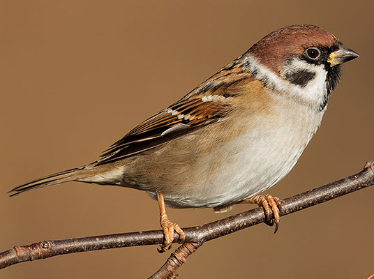 Sparrow Enters the House : పదే పదే పిచ్చుకలు ఇంట్లోకి వస్తుంటే జరిగే శుభకార్యం ఇదే…!