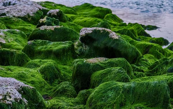 Algal Photosynthesis : నాచే కదాని లైట్ తీసుకోవద్దు. వాతావరణాన్ని రక్షించే నేస్తం ఇది