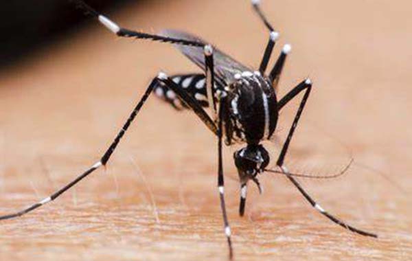 Mosquito Facts : ఇలా చేస్తే దోమలు మీ దగ్గరికి రావు