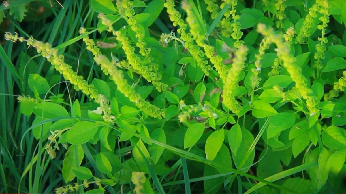 Tulsi Leaf : తులసి ఆకుల్ని మగవారే ఎందుకు కోయాలో తెలుసా…