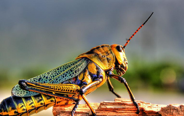 Grasshoppers:- మిడతల సామర్థ్యంతో ‘స్మెల్ బోట్స్’ తయారీ..