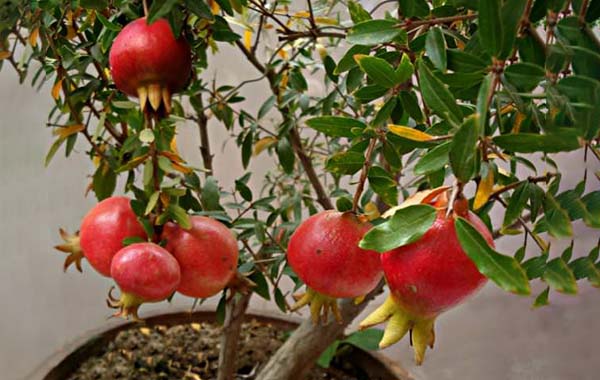 Pomegranate Tree : దానిమ్మ చెట్టును ఇంట్లో ఏ దిక్కున పెంచుకోవాలి…