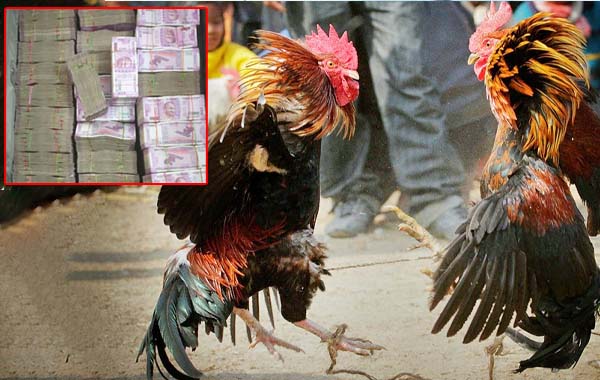 Business for This Sankranti:ఈ సంక్రాంతికి రూ.500 కోట్ల బిజినెస్