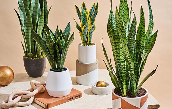 Snake Plant: ఉద్యోగంలో ప్రమోషన్ తెచ్చే స్నేక్ ప్లాంట్