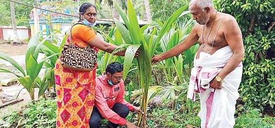 Coconut Plant Sentiment:వ్యాఘ్రేశ్వరంలో కొబ్బరి మొక్క సెంటిమెంట్