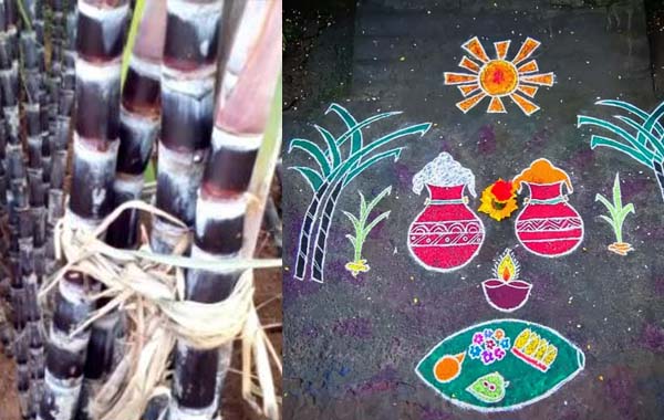 Black sugar cane for Sankranti:-  సంక్రాంతికి నల్ల చెరకు సెంటిమెంట్