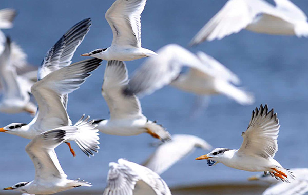 Birds  Migration : సహకరించని వాతావరణం.. వలసవెళుతున్న పక్షులు..