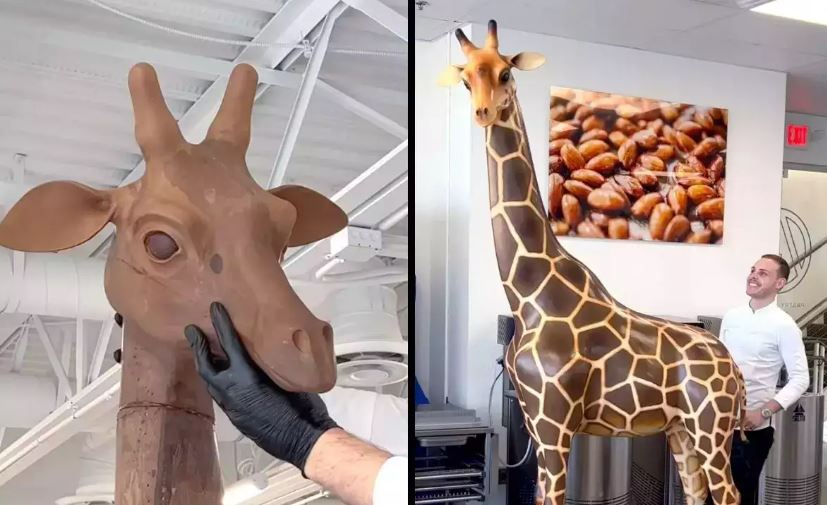 Chocolate Giraffe: ఈ జిరాఫీని చూడడమే కాదు.. తినేయొచ్చు కూడా!