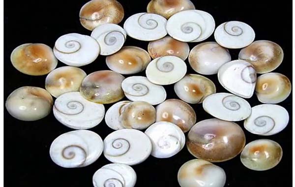 Gomti Chakra: గోమతీ చక్రం గుజరాత్ లోనే ఎందుకు దొరుకుతుందంటే…