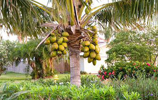 coconut trees in independent houses ? : ఇండిపెండెంట్ ఇళ్లల్లో కొబ్బరి చెట్టు పెంచుకోవచ్చా…