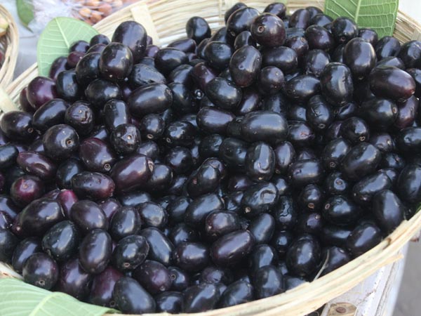 Jamun Fruit:నేరేడు పళ్లు తింటే ఆ బాధలు పోయినట్టే…