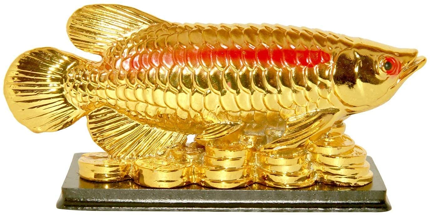 Arowana Fish:అరోవానా ఫిష్ ఇంట్లో ఉంటే పాజిటివ్ అదృష్టం కలిసొస్తుందా..