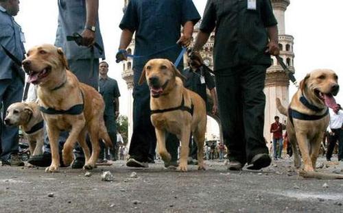 SNIFFER DOGS: తెలంగాణ పోలీస్ శాఖలోకి కొత్తగా 36 స్నిఫర్ డాగ్స్