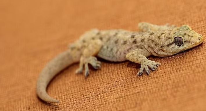 Lizard : ఇంట్లో నేలపై బల్లి కనిపించిందా…తర్వాత ఏం జరుగుతుందో తెలుసా?