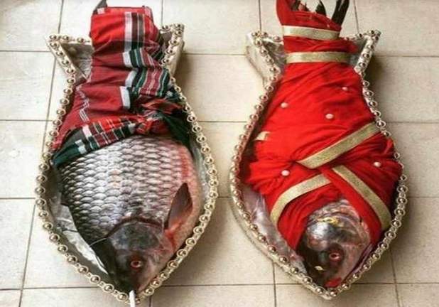 Fish : చేపల్ని గిప్ట్ గా ఇచ్చే ఆచారం ఎక్కడుంది