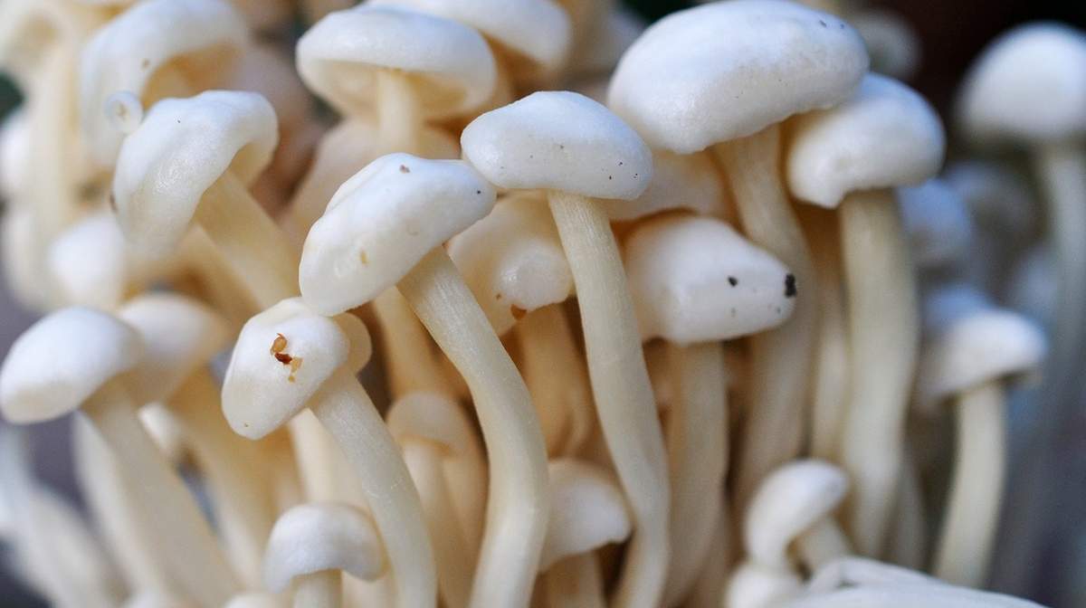 Mushrooms:-ప్రాణాంతక వ్యాధులకు ఔషధంగా మష్‌రూమ్స్‌..