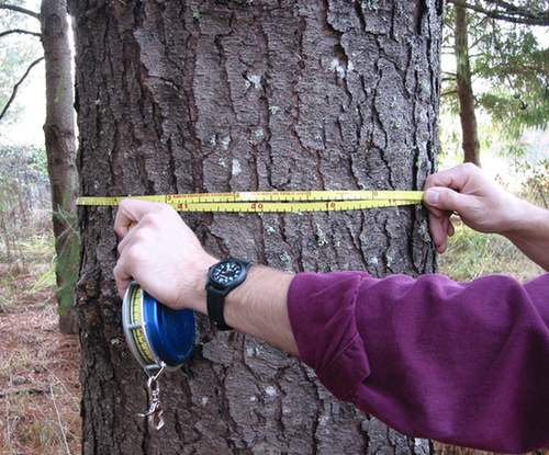 Trees measurements:-చెట్ల కొలతను సులభంగా తెలుసుకోగలిగే యాప్..