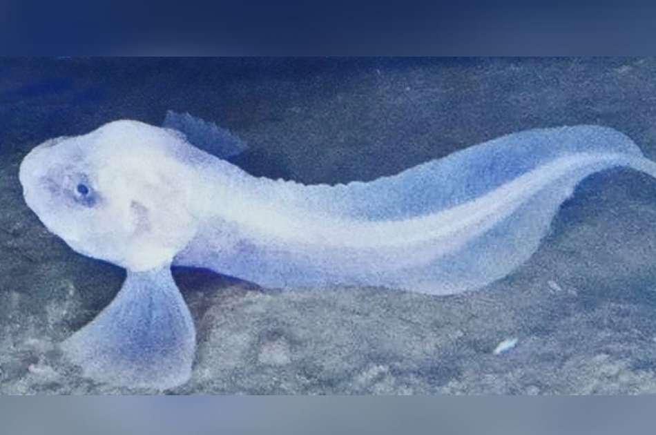 Ghost Fish : రెయిన్‌బో కలర్స్‌ను ప్రతిబింబిస్తున్న చేప చర్మం..