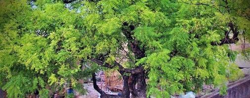 Neem Tree : ఇంట్లో వేప చెట్టును పెంచకూడదా..?