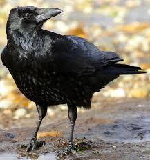 The Crow:- తొలి ముద్ద కాకికే పెట్టాలా..