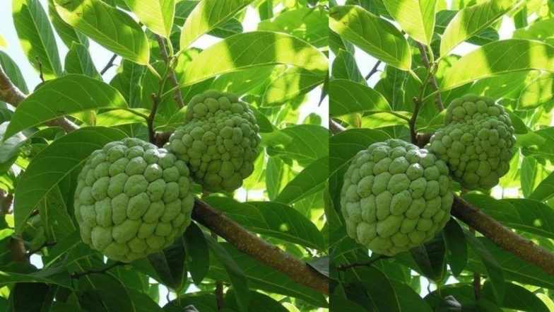 Custard Apple Tree : సీతాఫలం చెట్టు ఇంట్లో ఉండవచ్చా..