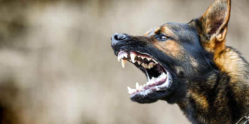 Dogs: అదనపు కలెక్టర్‌పై కుక్కల దాడి.. తీవ్రగాయాలు.. ఎక్కడంటే?