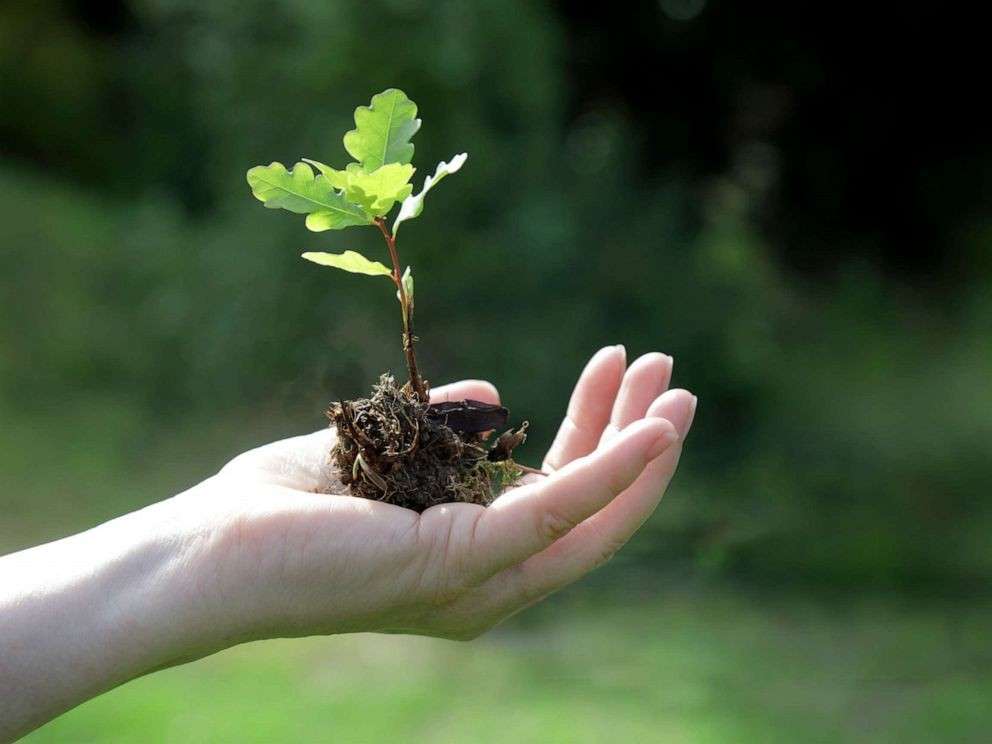 Plant Disease:- మొక్కల సమస్యలను తెలుసుకునే కొత్త టెక్నాలజీ..