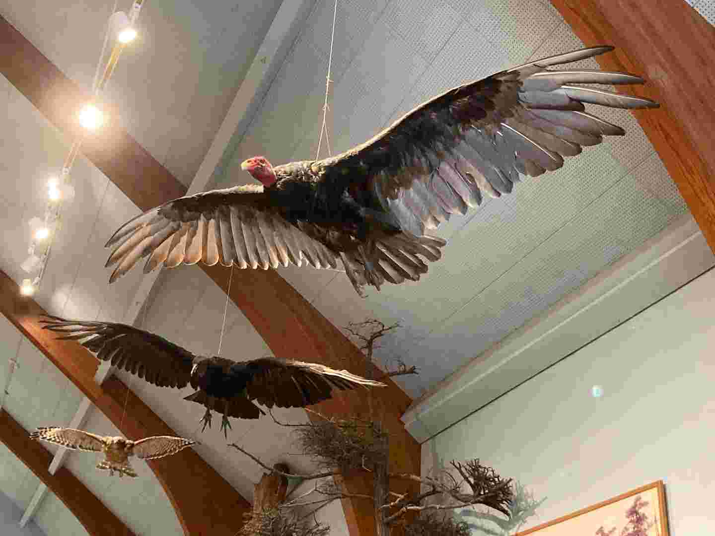 Taxidermic birds:- మరణించిన పక్షుల శరీరాలతో ప్రయోగం..