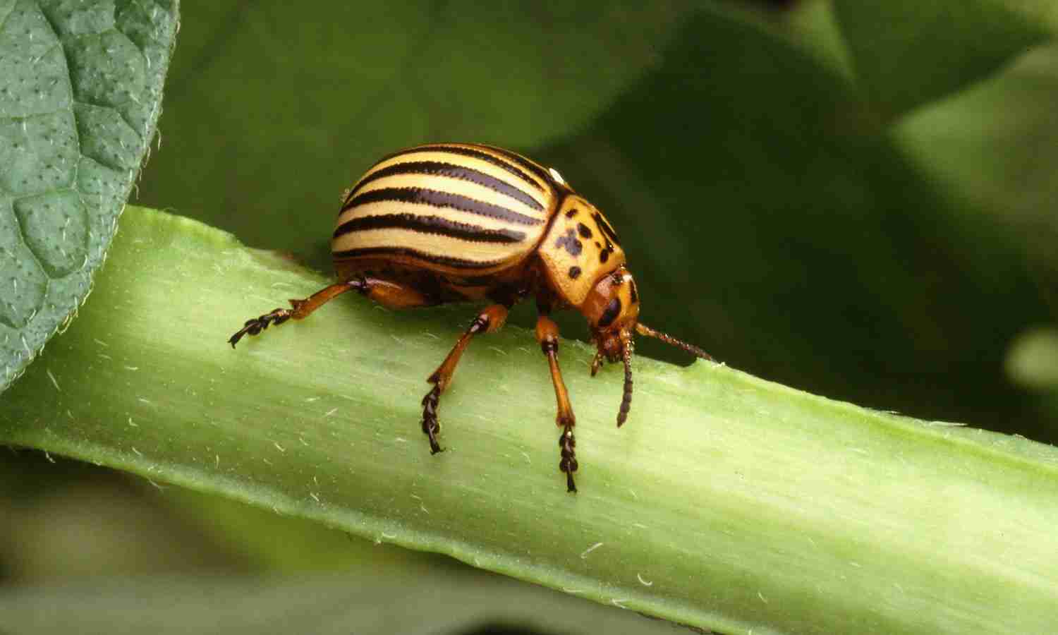 Technique to kill Pests : తెగుళ్లను చంపడం కోసం కొత్త టెక్నిక్..