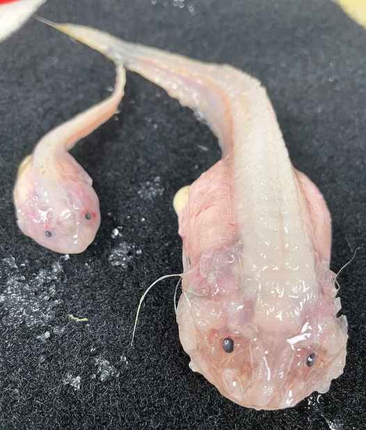 Snailfish : సముద్రలోతుల్లోకి ఈదిన చేప.. ఇదే మొదటిసారి..