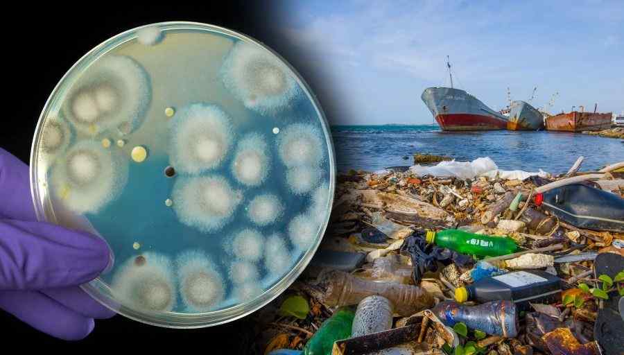 Plastic eating fungi:- ప్లాస్టిక్స్‌ను తినేసే ఫంగస్.. అయిదేళ్ల టార్గెట్‌తో నిర్మూలన..