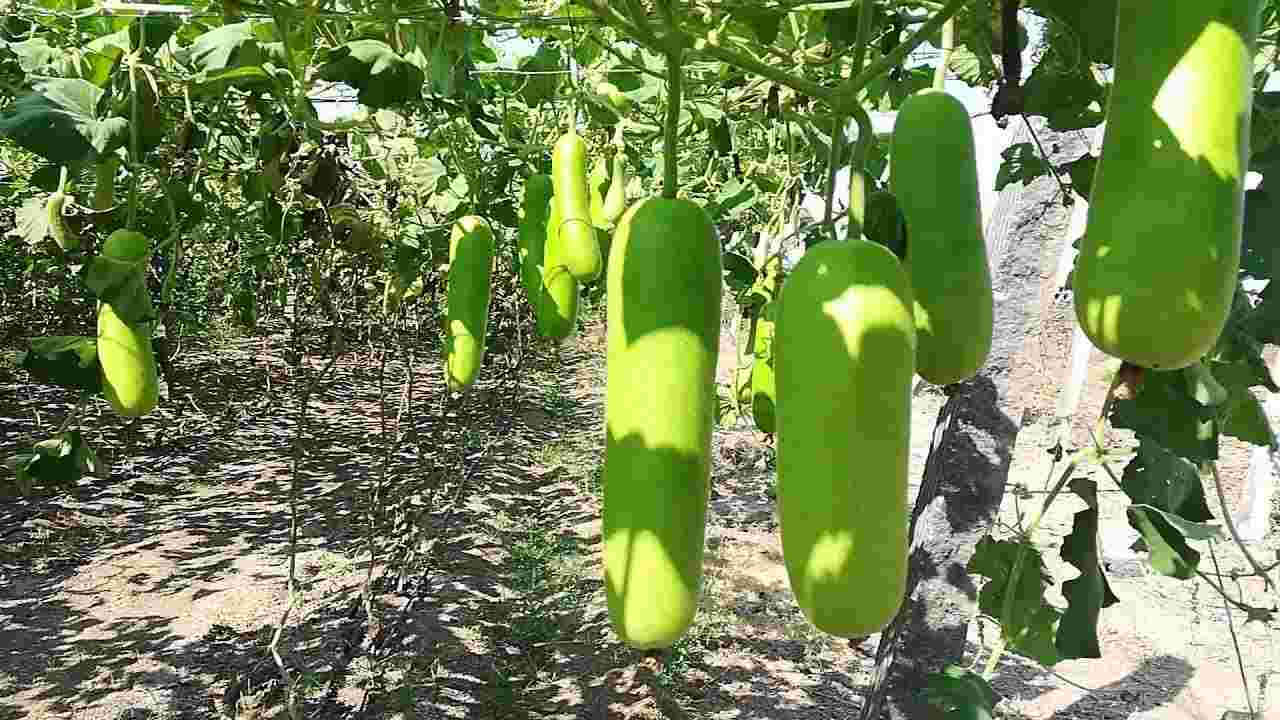 Zucchini:- ఈ సమస్యలు ఉన్నవారు సొరకాయ తినకూడదు