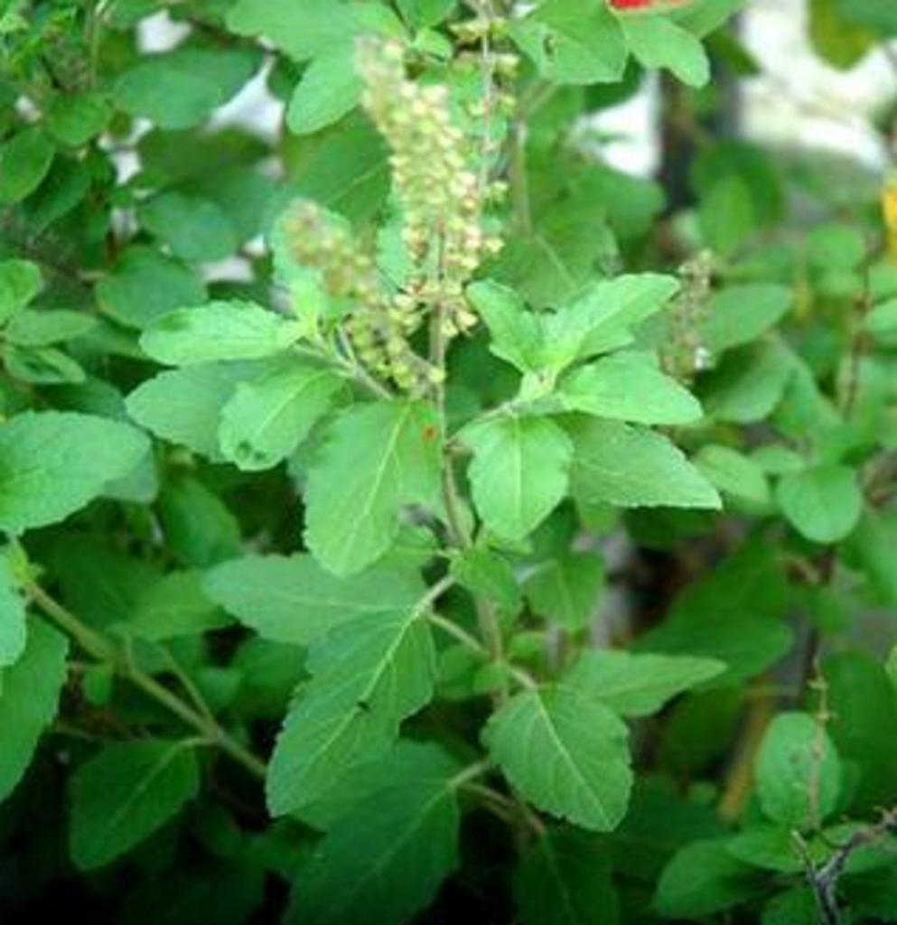 Tulsi types