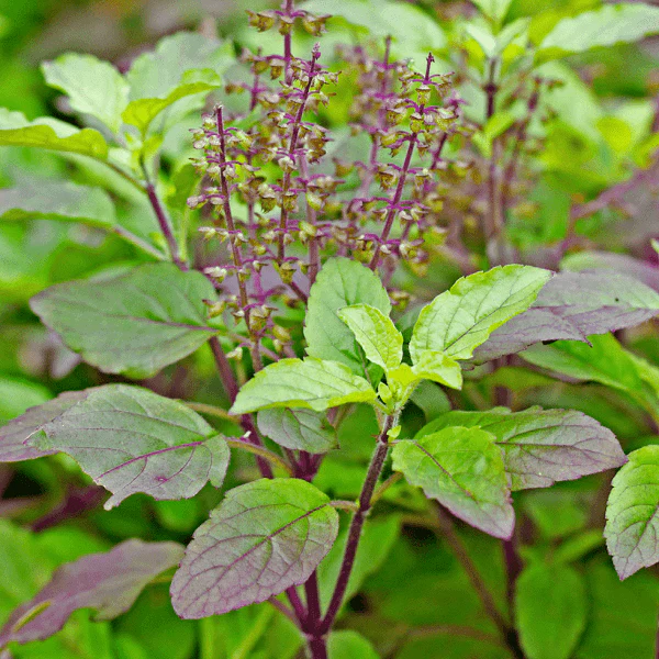 Tulsi types