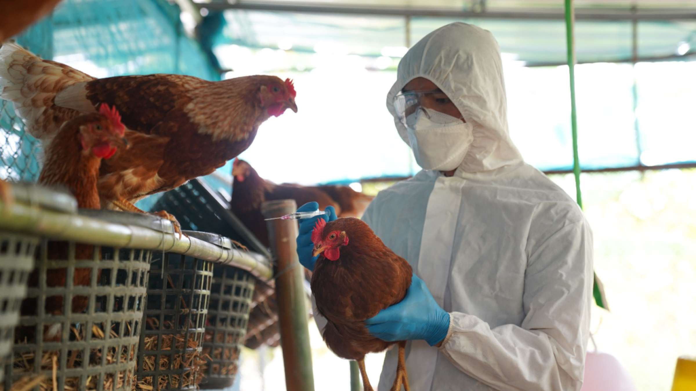 Avian Influenza:- అమెరికాను వణికిస్తున్న బర్డ్ ఫ్లూ.. మరో మహమ్మారి రూపంలో..