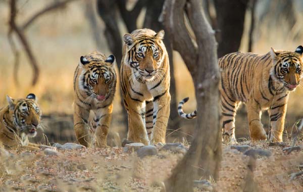 Tigers : భారత్ లో పులులు గాండ్రింపు.. దేశంలో ఎన్ని ఉన్నాయో తెలుసా..?