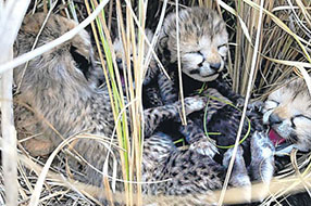 cheetah cub dies at kuno national park