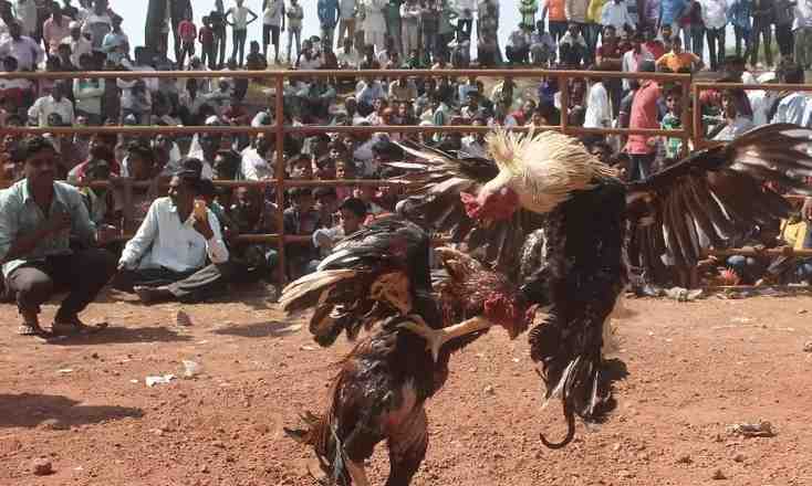 Cock Fight: జల్లికట్టుకు ఓకే.. మరి, కోడి పందాలకు..?