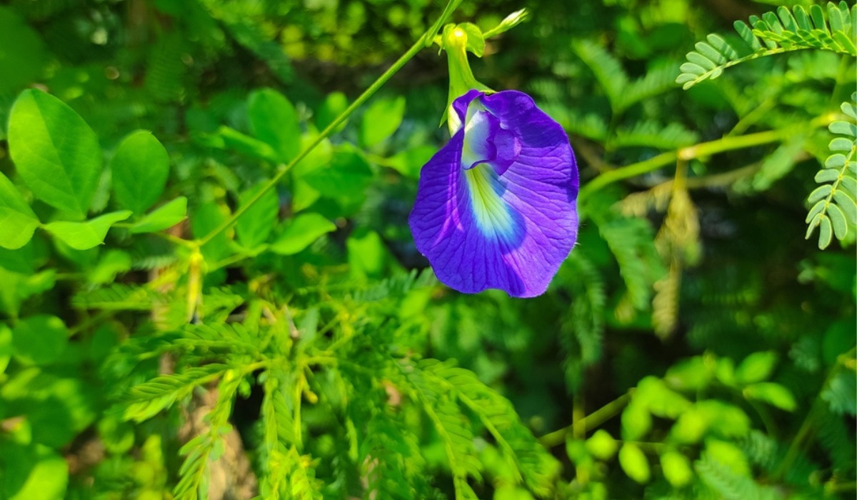 Blue Cone Flowers : ఇంట్లో నీలి రంగు శంఖు పువ్వులు ఉంటే…..