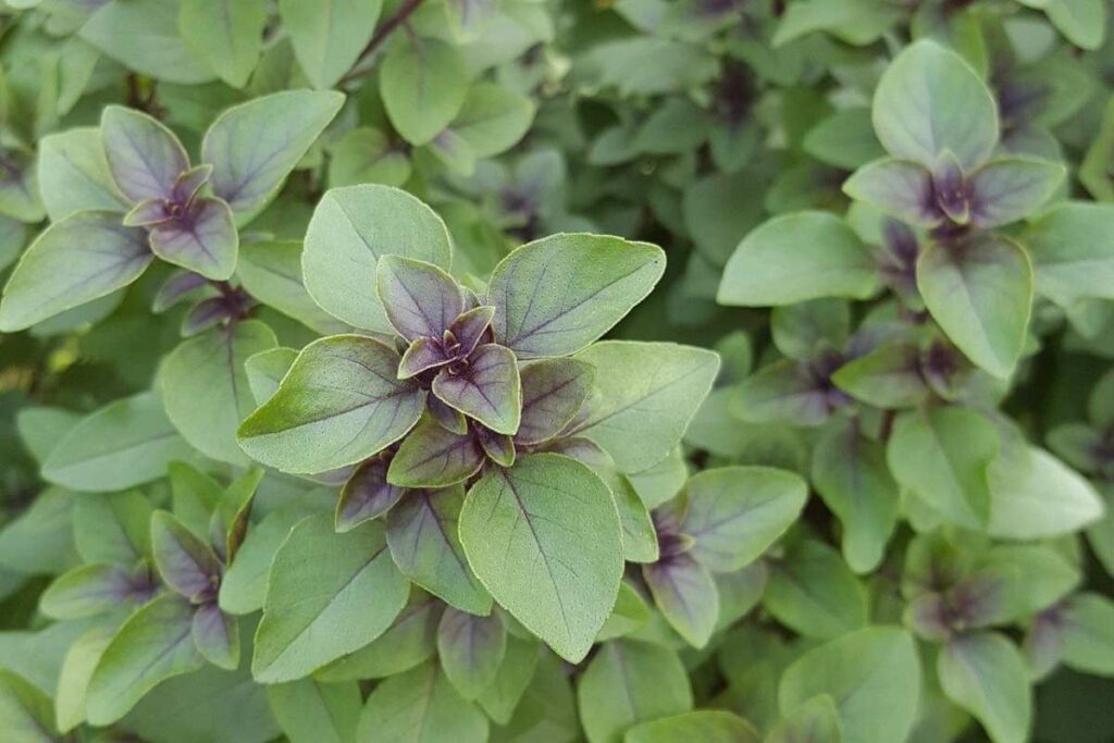 Tulsi types : ఇంట్లో పూజకి పనికి వచ్చే తులసి రకాలు రెండేనా…?