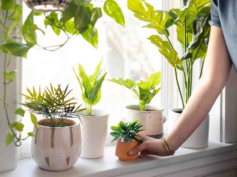 Plants Can Feel The Touch: స్పర్శను కనిపెట్టే మొక్కలు.. ఇతర మొక్కలకు సంకేతాలు..